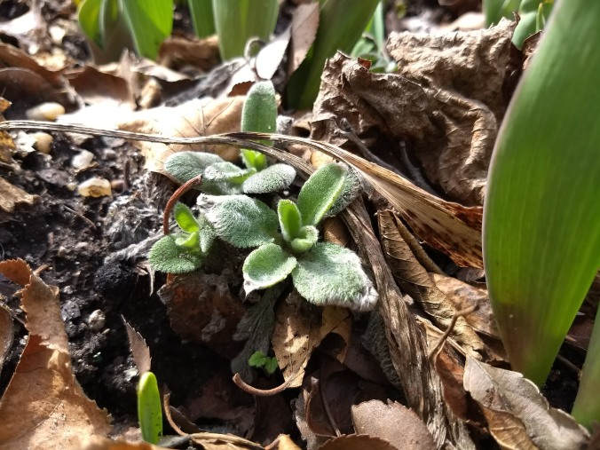 small lambs ears plants emerging in early spring