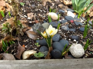 pale yellow crocuses in early spring against smooth black river stones in a garden plot
