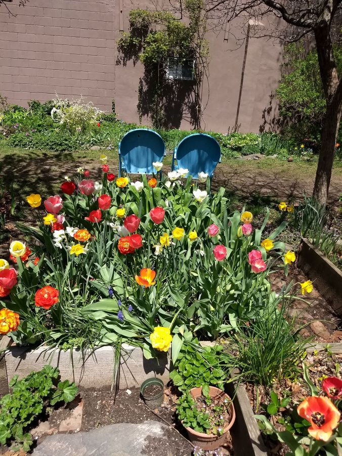 community garden plot with pink and red tulips, as well as grape hyacinths and yellow daffodils