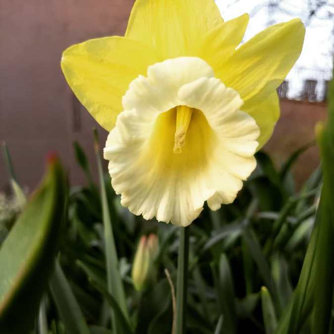 Yellow daffodil with white center.