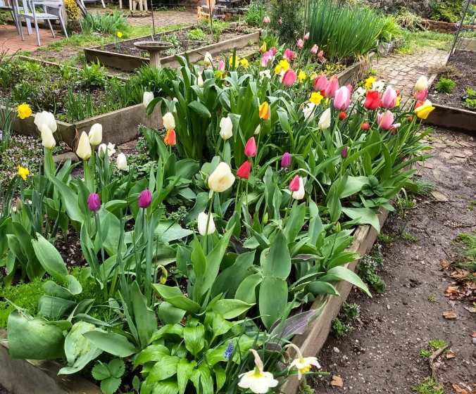 Tulips in a community garden plot, with white and purple flowers in the foreground.