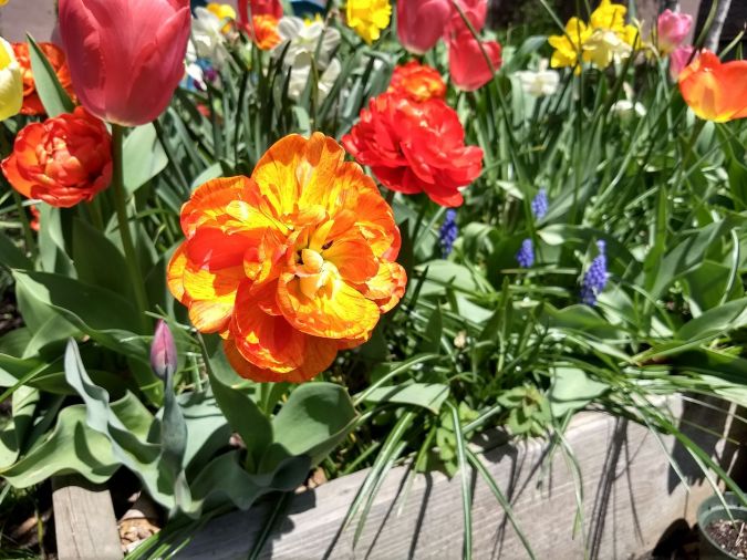 Yellow and orange sunlover tulip