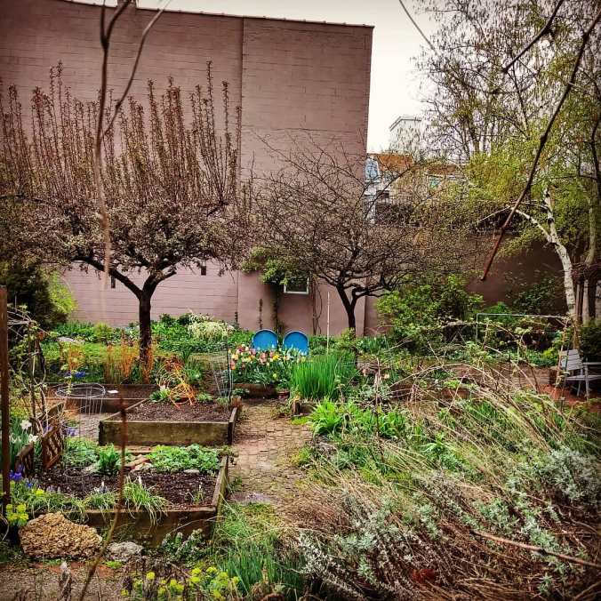 community garden on a rainy day with color from some blue garden chairs and spring flowers under a Washington hawthorn tree