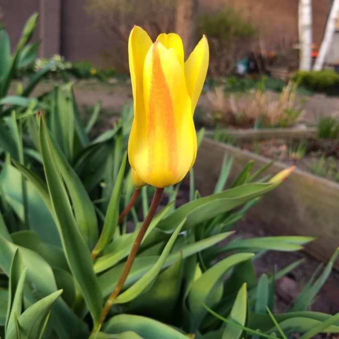 yellow tulip with hints of red